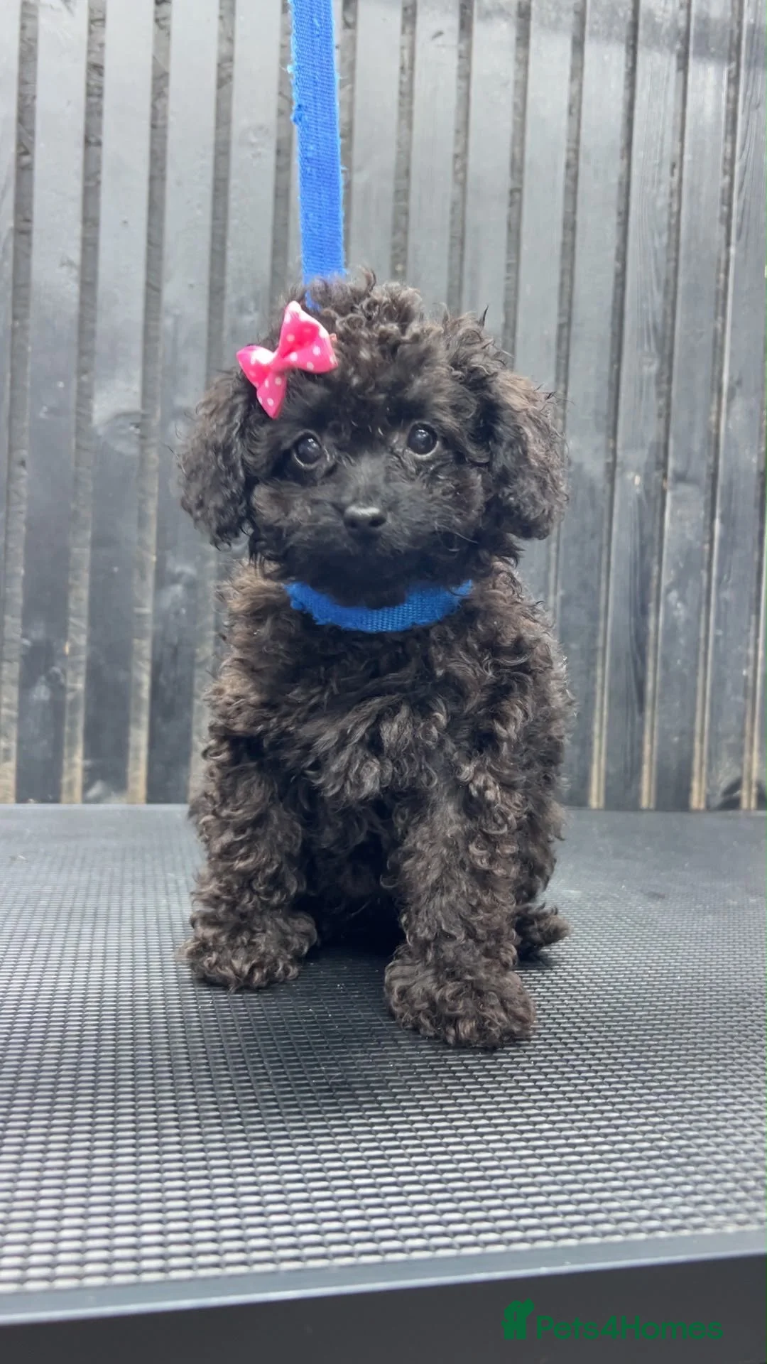 Cavapoo dogs for sale: Only 1 girl available now  - Advert 2