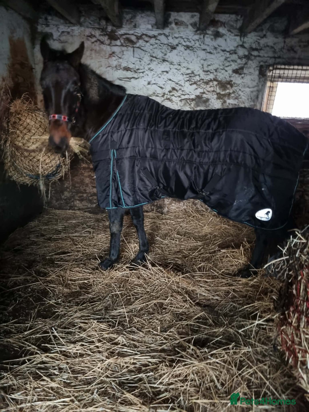 Trotter horses for sale: Rockets magic  - Advert 4