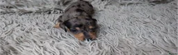 Miniature Dachshund dogs for sale: Mini Dachshund Puppies KC Ready start of March 🐾 - Advert 39