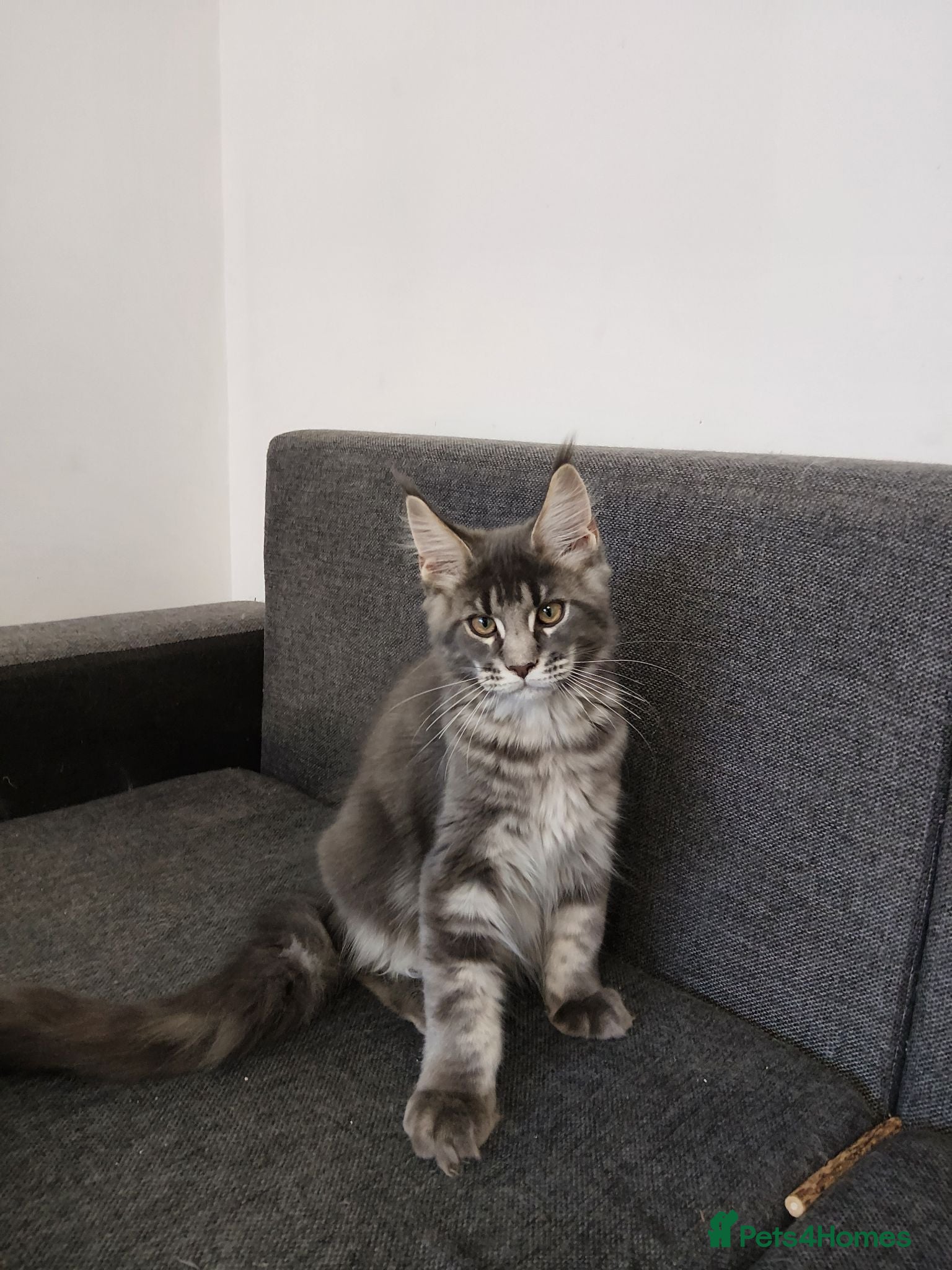 Maine Coon cats READY FOR COLLECTION  TICA registered kittens - Advert 9