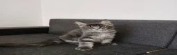 Maine Coon cats for sale: READY FOR COLLECTION  TICA registered kittens - Advert 9