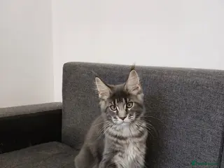 Maine Coon cats READY FOR COLLECTION TICA registered kittens - Advert 9
