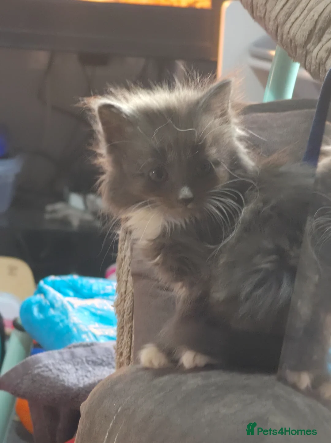 Mixed Breed cats for sale: 4 kittens - Advert 1