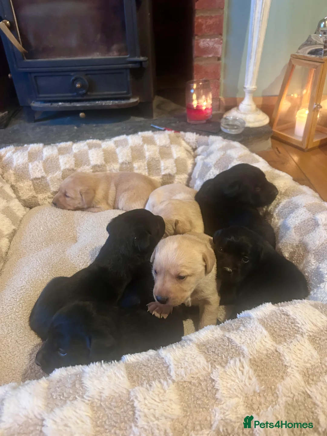 Labrador Retriever dogs for sale: Labrador Puppies - Advert 11