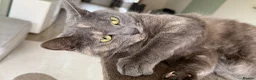 Mixed Breed cats for sale: Beautiful 19 month old grey  in Newark - Advert 6