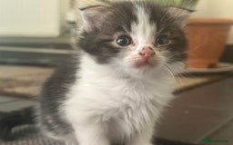 Scottish Fold cats for sale: Scottish Fold Kittens - Image 22
