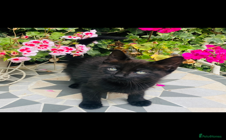 Mixed Breed cats - Advert 9