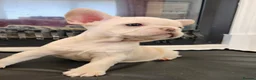 French Bulldog dogs for sale: Platinum French Bulldog Puppies - Advert 5