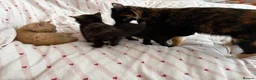 Mixed Breed cats for sale: Beautiful kittens for sale  in York - Advert 7