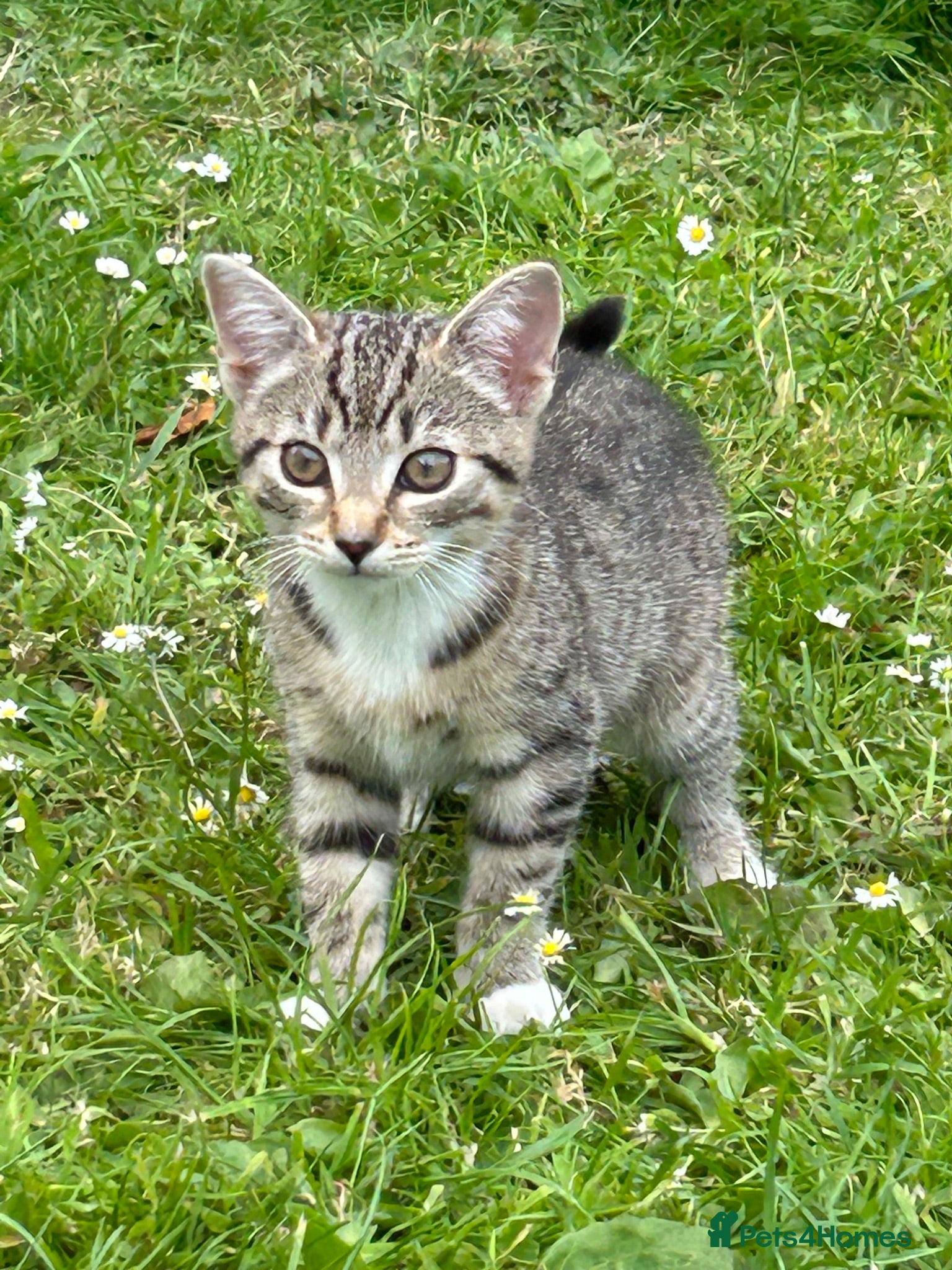 Mixed Breed cats Kittens for sale  - Advert 9