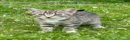 Mixed Breed cats for sale: Kittens for sale  - Advert 1