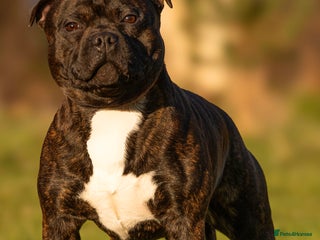 Staffordshire Bull Terrier dogs 🥨 Top Quality SBT Stud - Advert 1