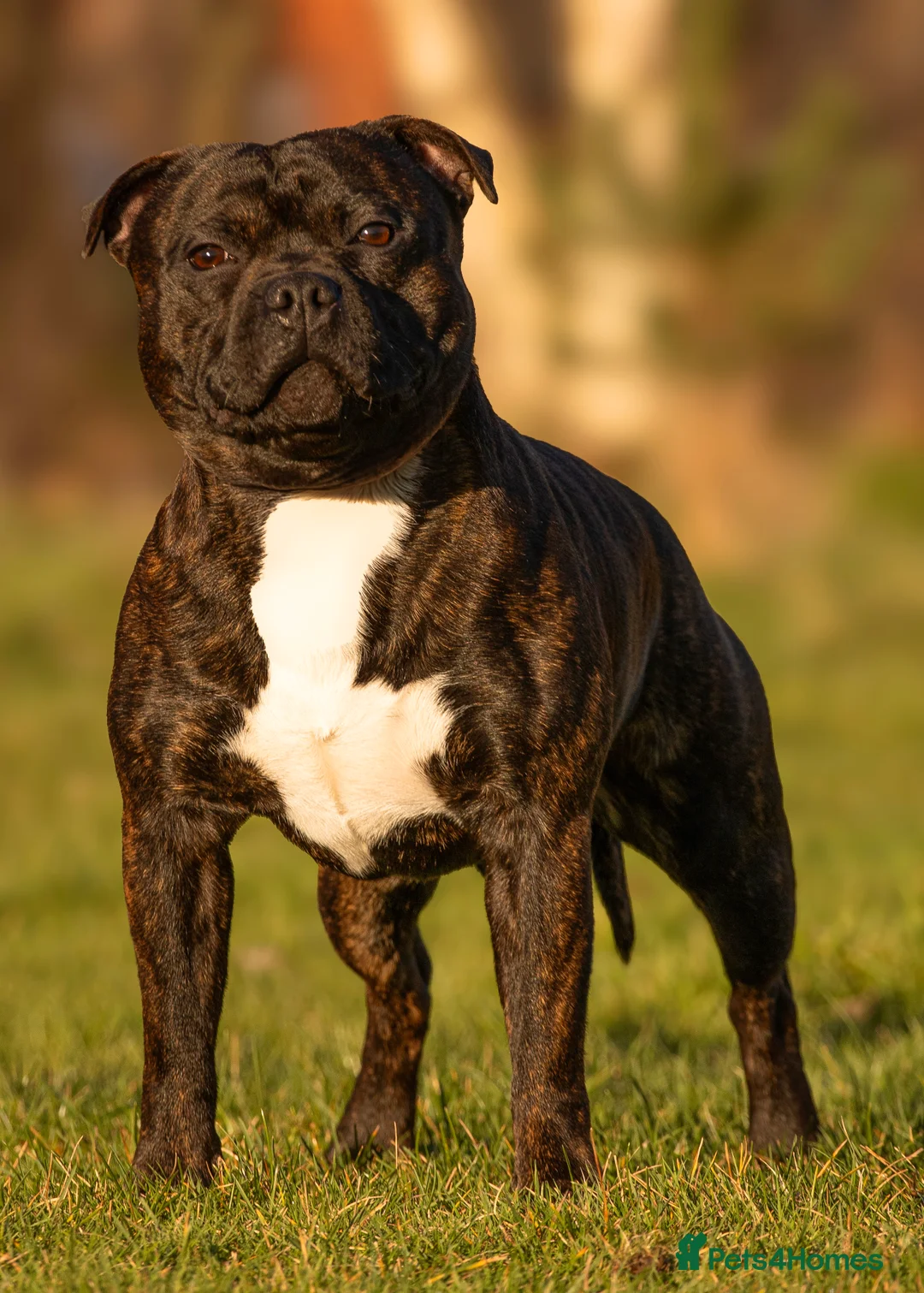 Staffordshire Bull Terrier dogs for stud: 🥨 Top Quality SBT Stud  - Advert 2