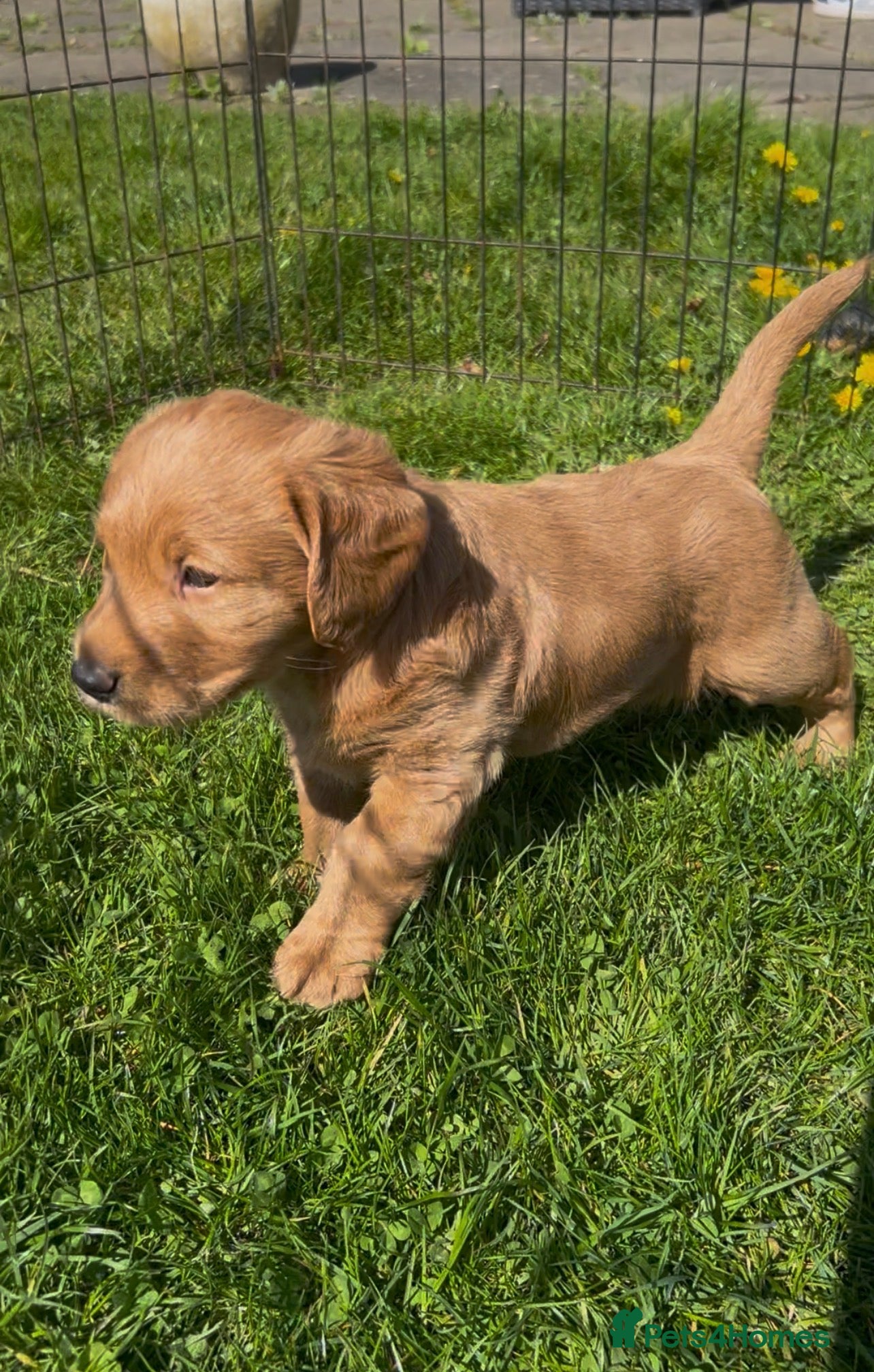 Labradoodle dogs Gorgeous Labradoodle Male Puppy - Advert 2