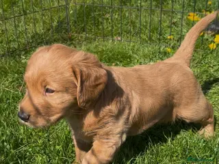 Labradoodle dogs Gorgeous Labradoodle Male Puppy - Advert 2