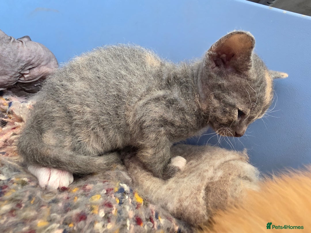 Sphynx cats for sale: Adorable Grey Female Sphynx x Devon Rex Elf Mix  - Image 9