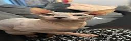 Sphynx cats for stud: Sphynx boy stud, in Wirral - Advert 8
