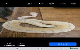 Python Snake reptiles for sale: 2 x ROYAL PYTHONS COMPLETE SET UP  - Image 7