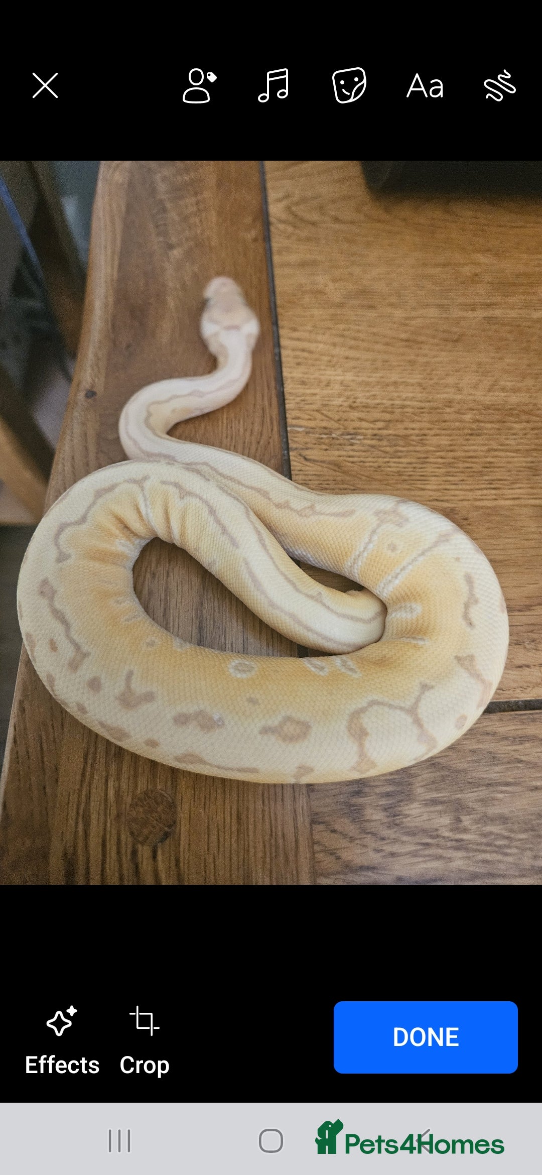 Python Snake reptiles for sale: 2 x ROYAL PYTHONS COMPLETE SET UP  - Image 7
