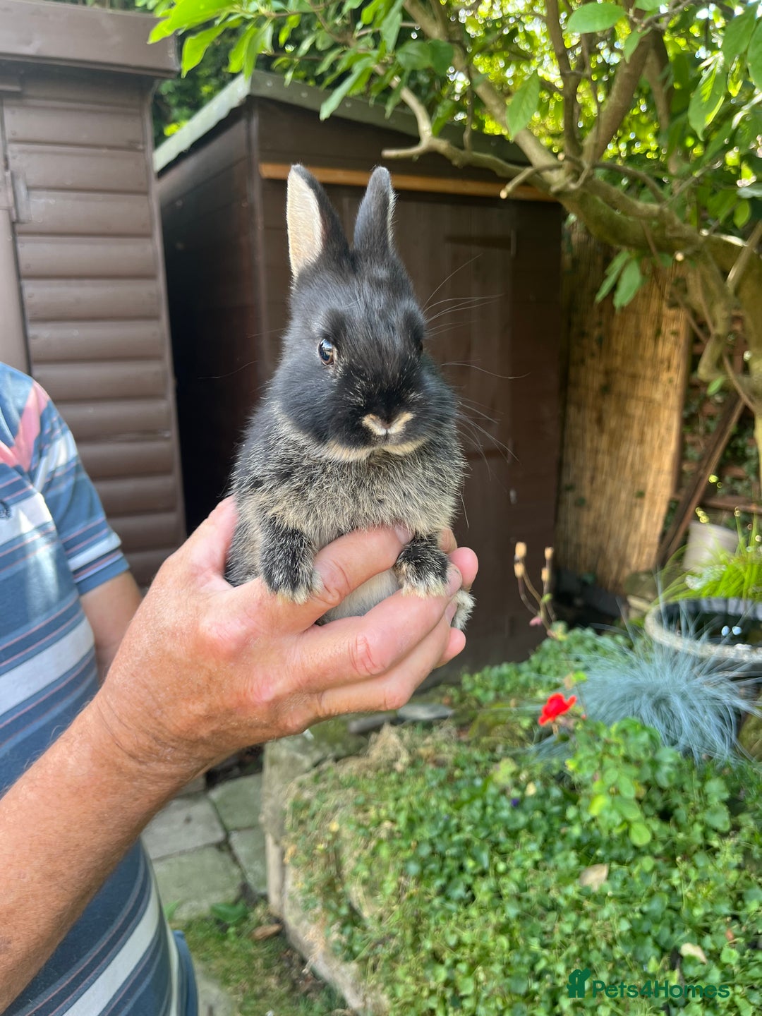 Netherland Dwarf rabbits for sale: Cute Netherlands dwarf  - Image 3