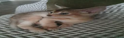 Abyssinian cats for sale: Chocolate silver abbysinian boy in Croydon - Advert 5