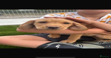 Cockerdor dogs - Advert 9