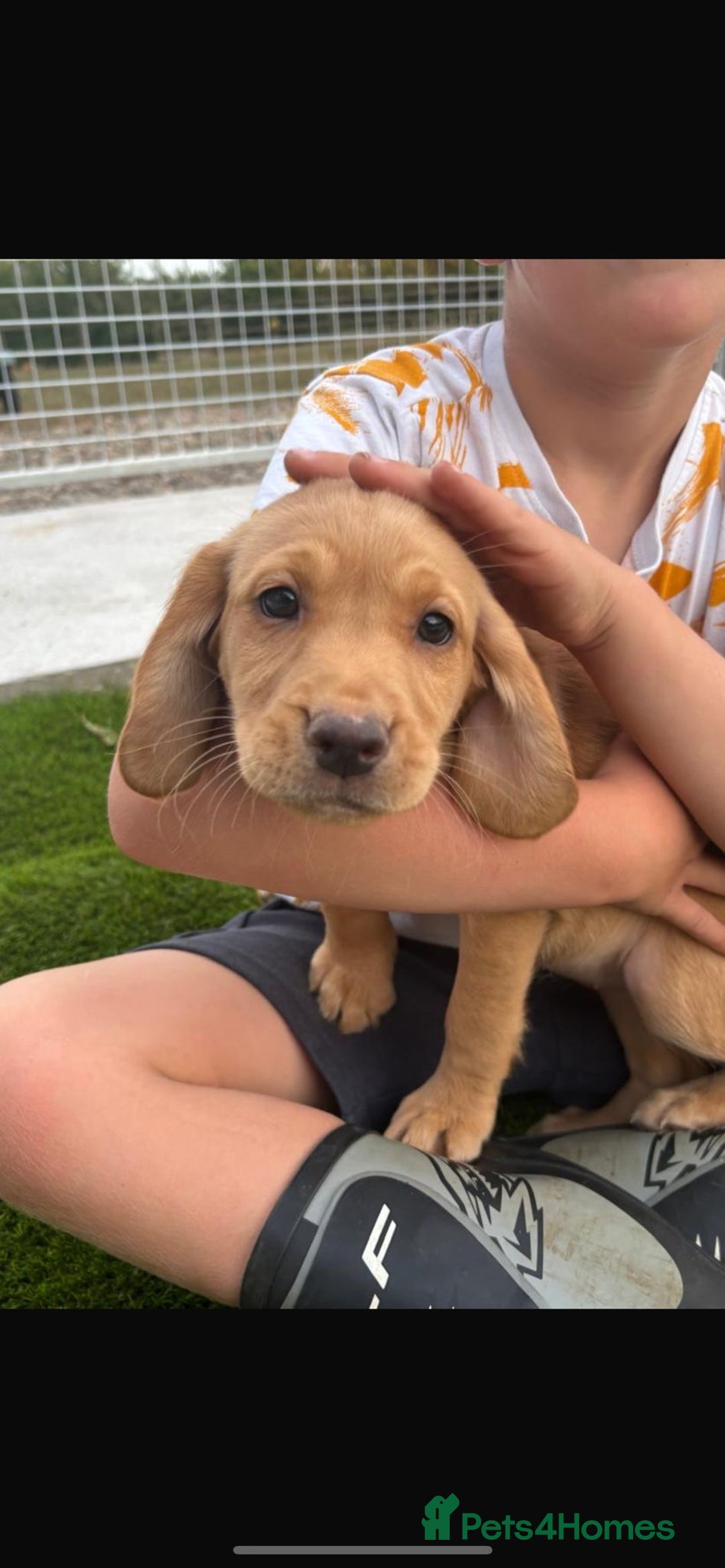 Cockerdor dogs for sale: Cockerdor puppies  - Image 2
