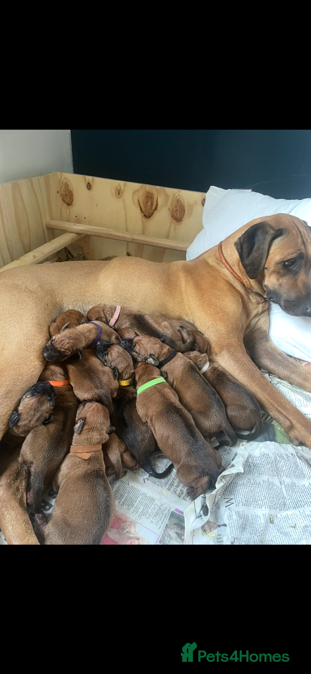 Rhodesian Ridgeback dogs for sale: KC reg chunky handsome pups - Image 28