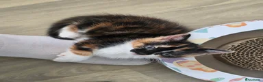 Calico