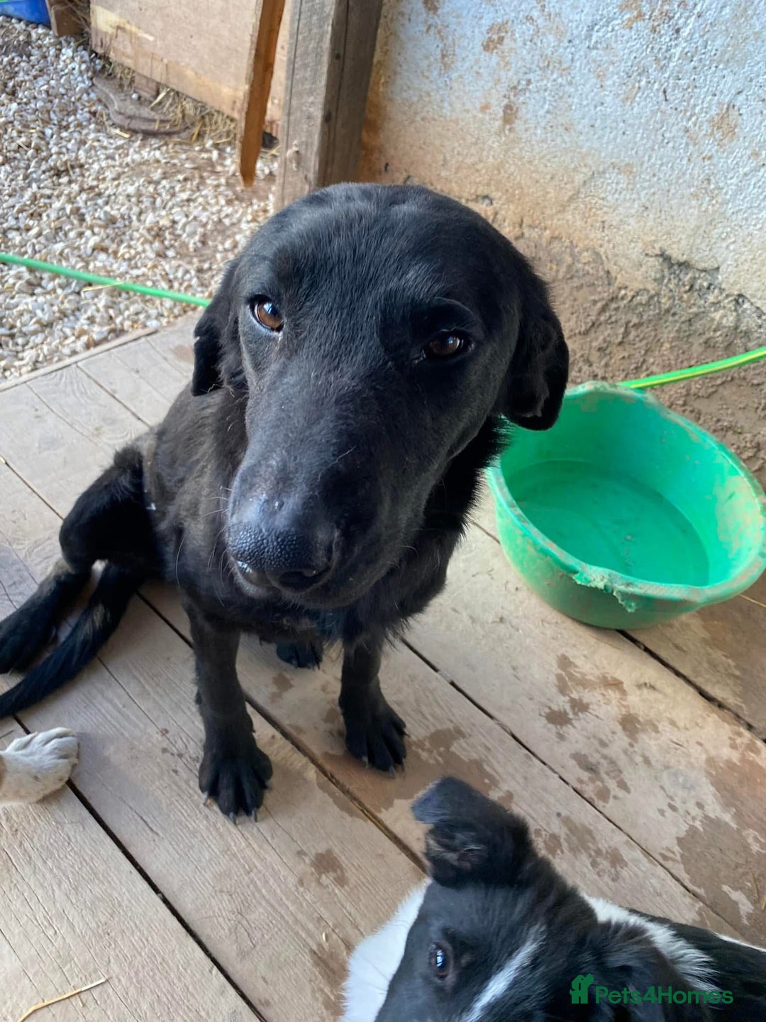 Mixed Breed dogs for adoption: Brave Bruno is Ready for His Forever Family! 🤎 - Image 1