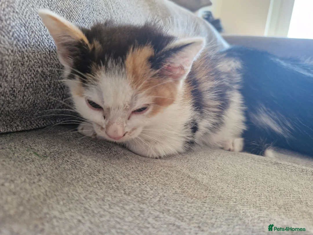 Mixed Breed cats for sale: 3 kittens for sell - Advert 2