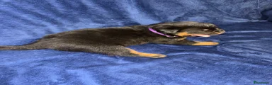 Purple collar