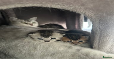 Mixed Breed cats - Advert 15