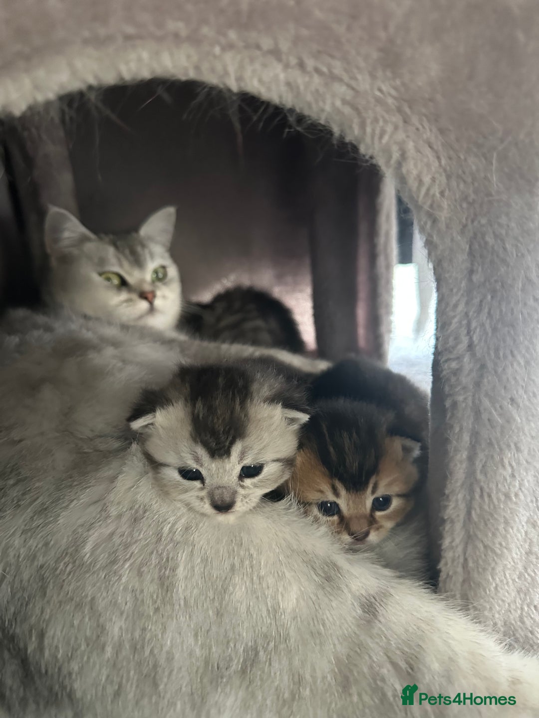 Mixed Breed cats for sale: Rare British Longhair x Scottish straight Kittens✨ - Image 2