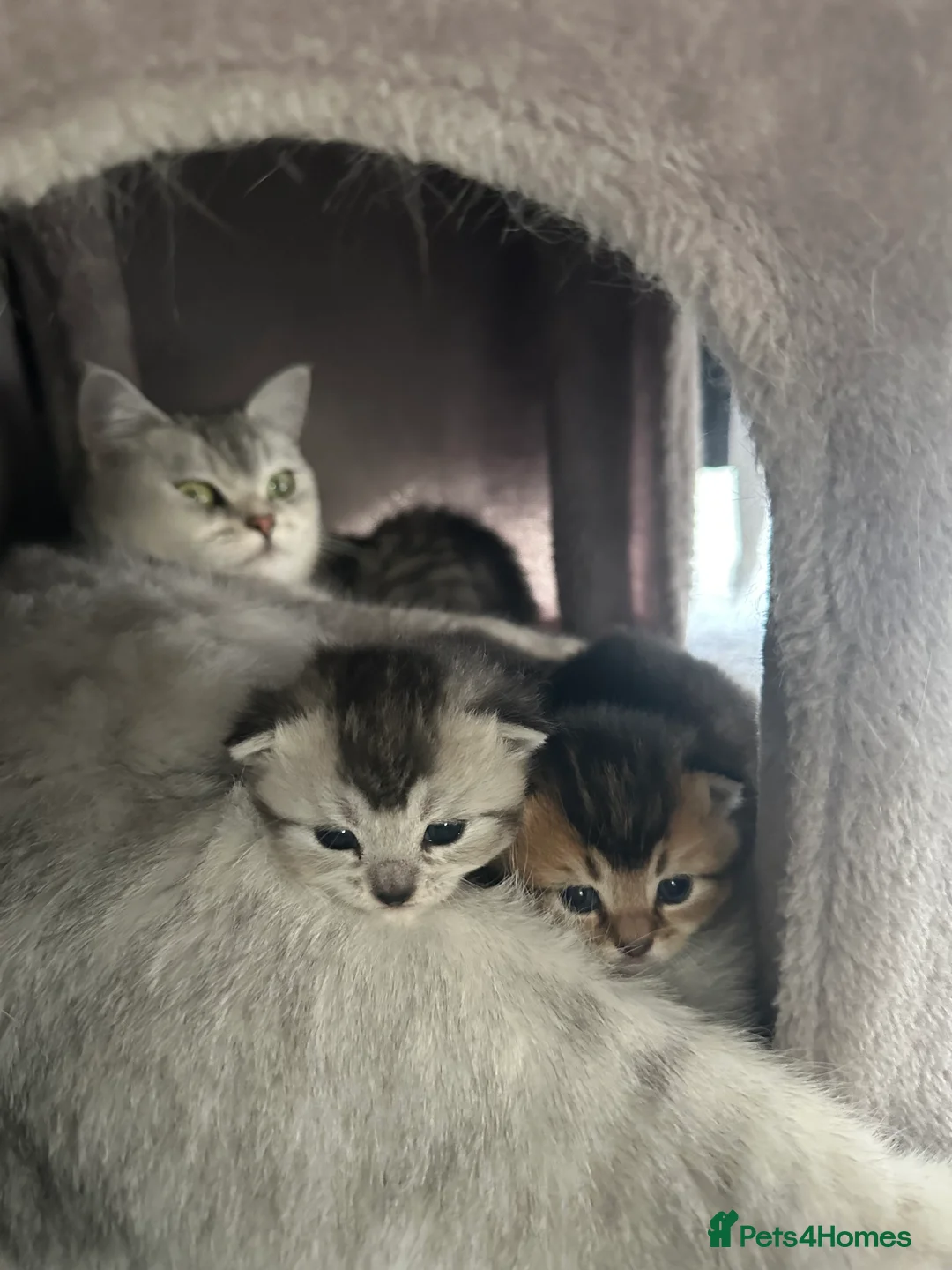 Mixed Breed cats for sale: Rare British Longhair x Scottish straight Kittens✨ - Advert 2