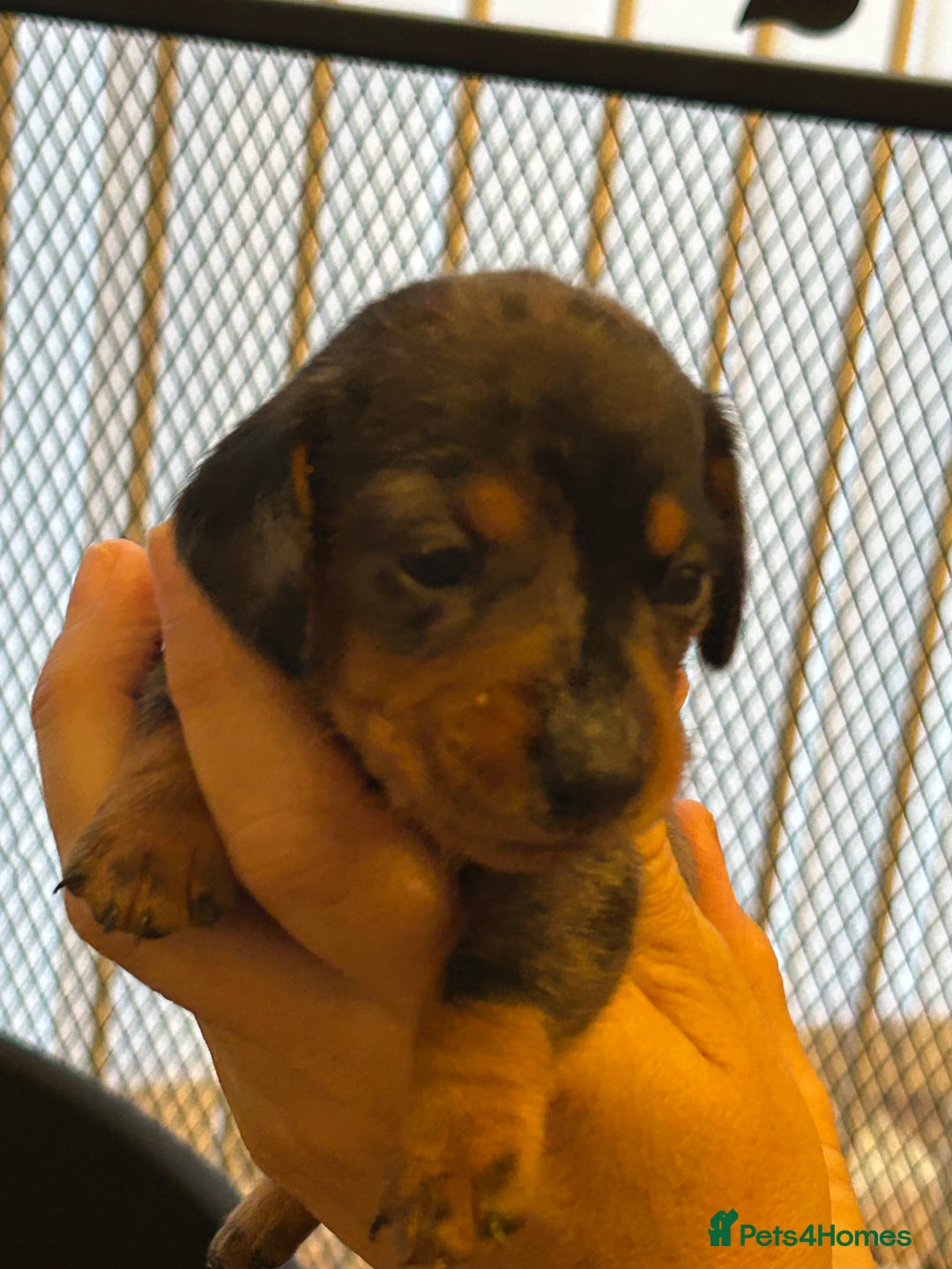 Miniature Dachshund dogs for sale: Six beautiful miniature Dachshunds - Image 14