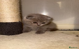 Scottish Fold cats for sale: 3 Adorable Scottish Fold Kittens🩷💙🩷 - Image 22