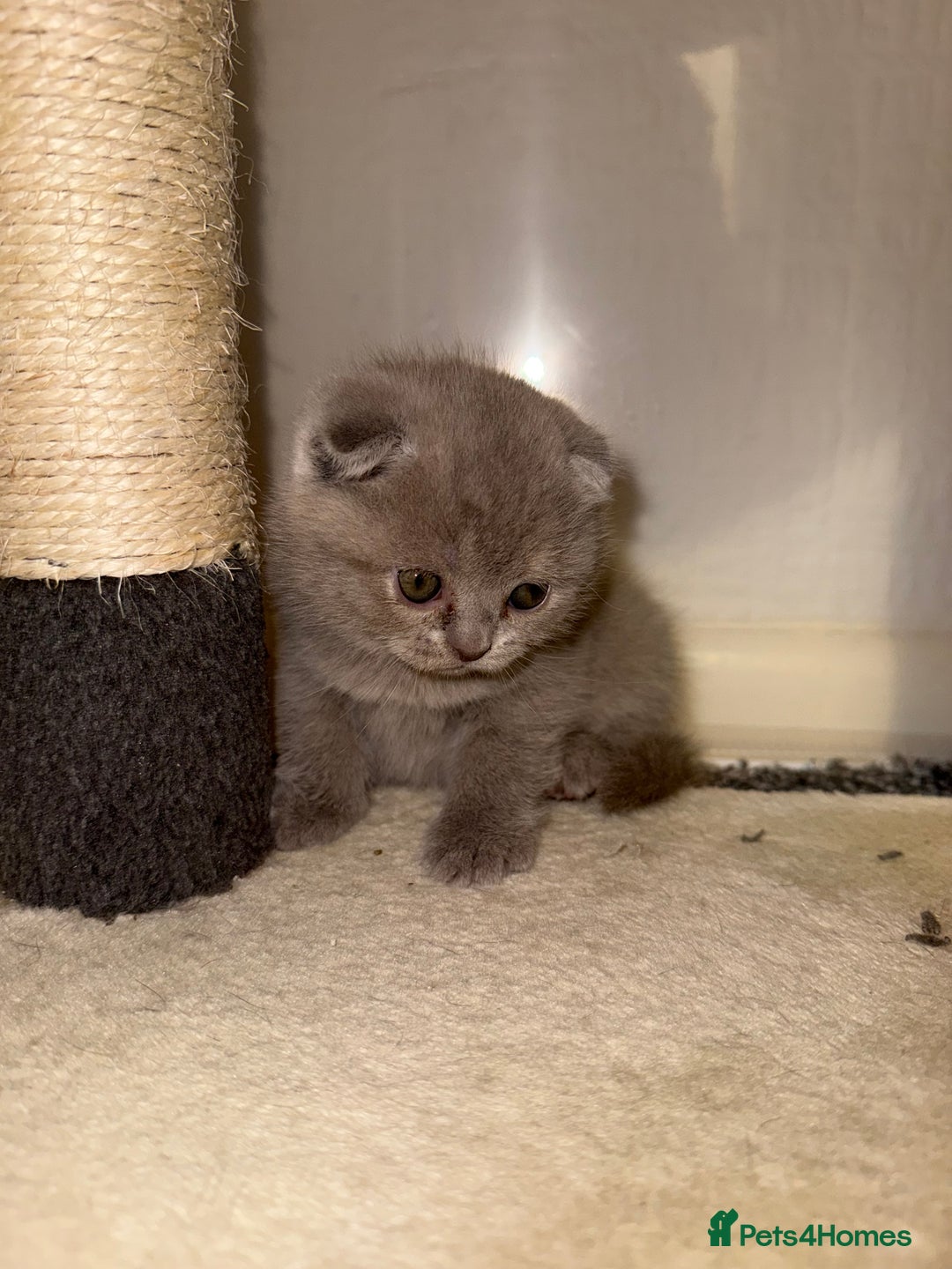 Scottish Fold cats for sale: 3 Adorable Scottish Fold Kittens🩷💙🩷 - Image 22