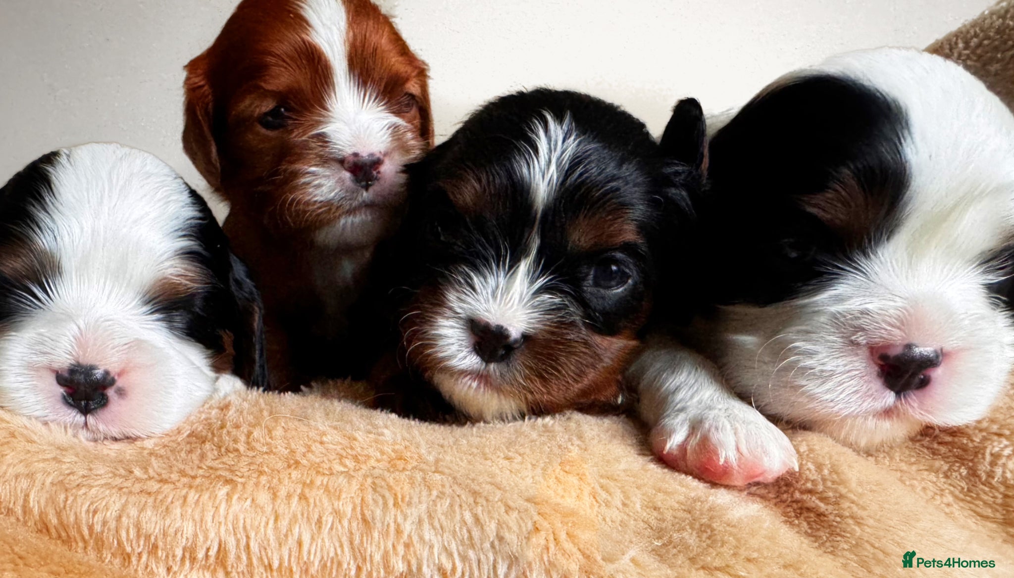 Cavalier King Charles Spaniel dogs KC reg.⭐️ Chocolate carrier⭐️DNA tested COI 0.2!⭐️ - Advert 13