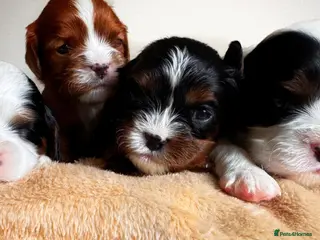 Cavalier King Charles Spaniel dogs KC reg.⭐️ Chocolate carrier⭐️DNA tested COI 0.2!⭐️ - Advert 13