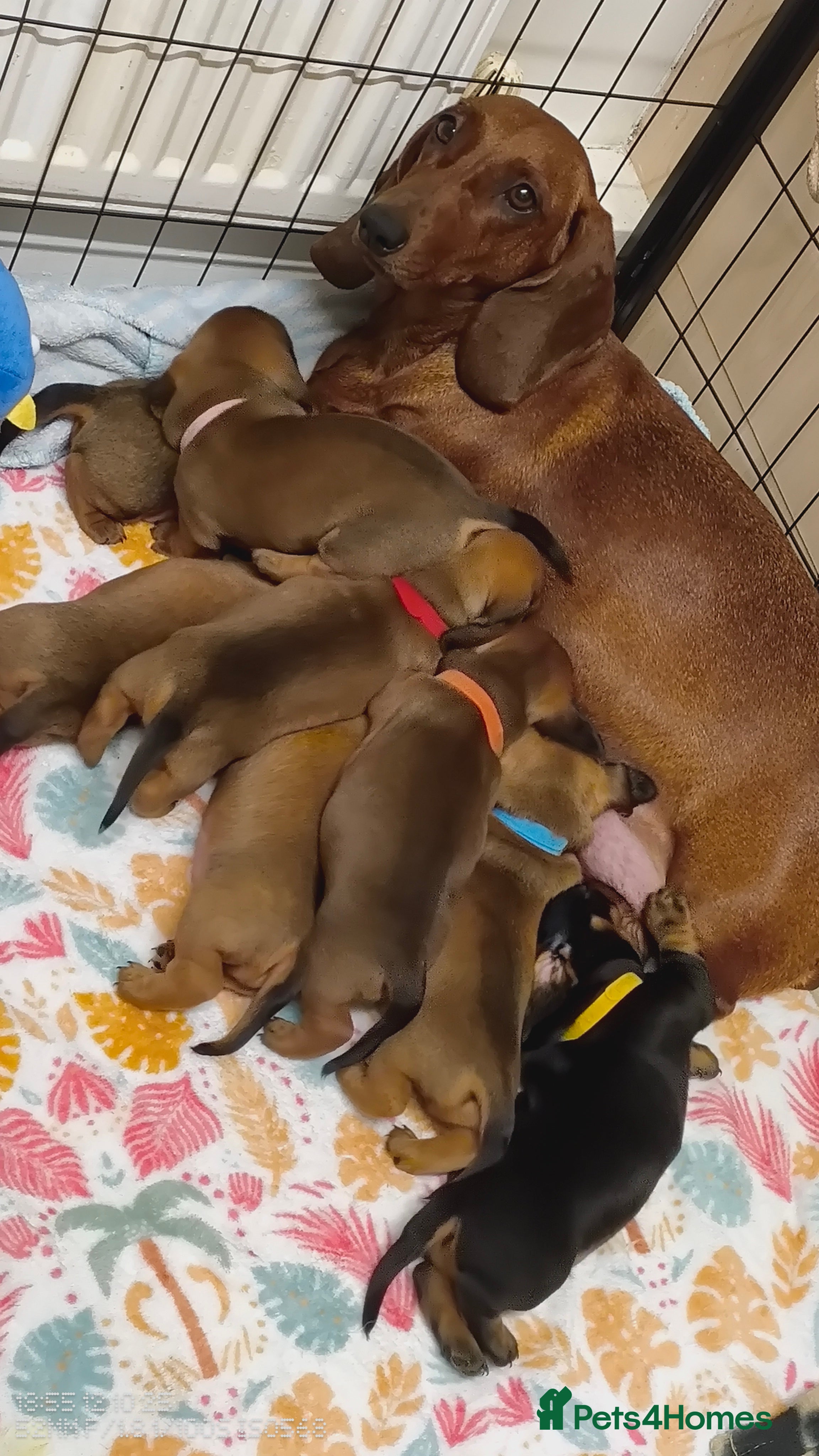 Dachshund dogs Standard Daschund puppies - Advert 2