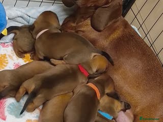 Dachshund dogs Standard Daschund puppies - Advert 11