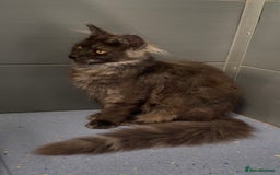 Maine Coon cats for sale: XL black smoke maine coon female Russia bloodlines - Image 9