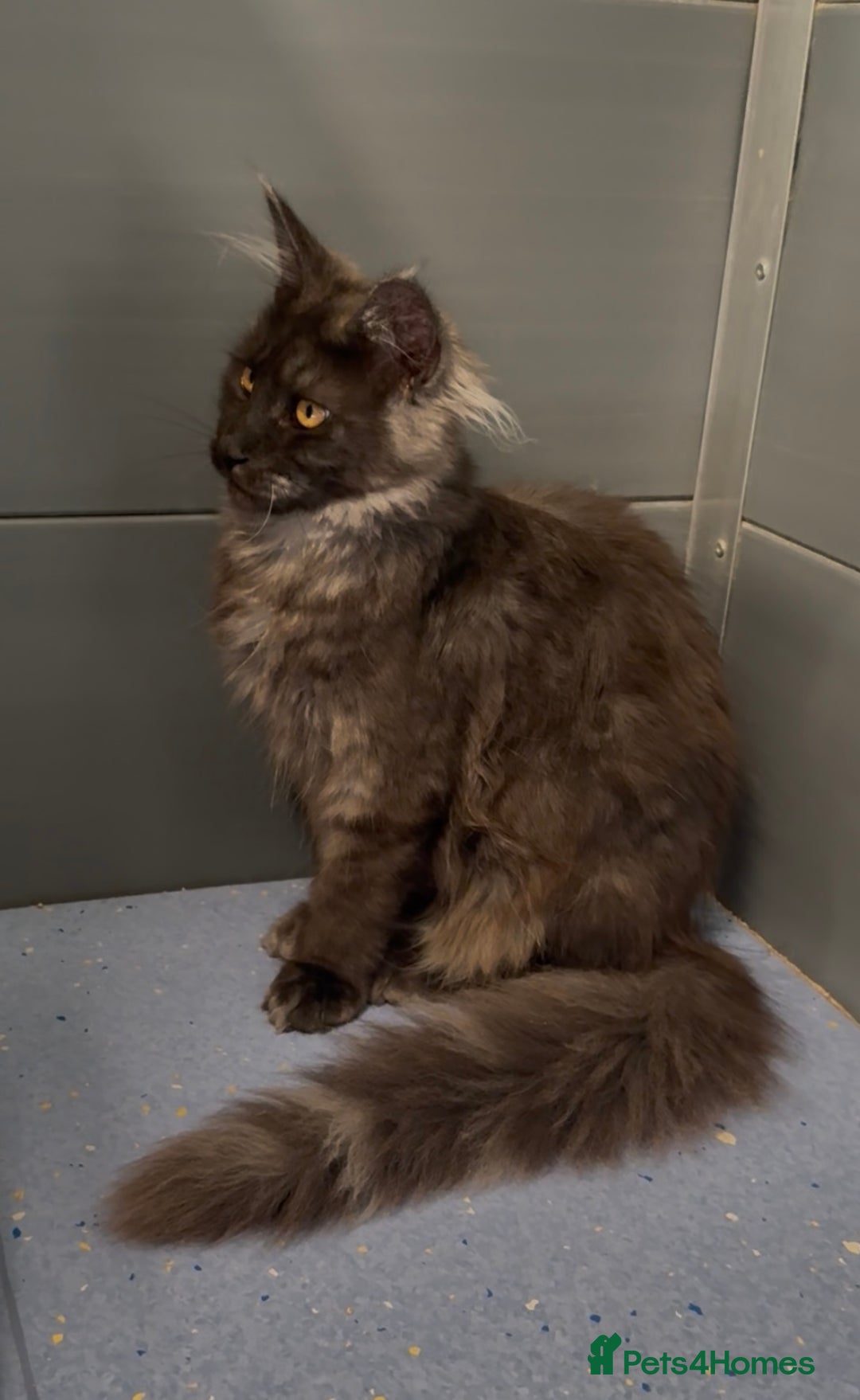 Maine Coon cats for sale: XL black smoke maine coon female Russia bloodlines - Image 9