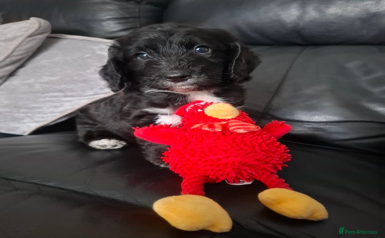 Cockapoo dogs - Advert 14