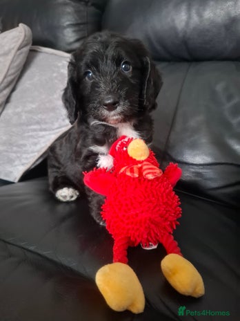 Cockapoo dogs - Advert 14