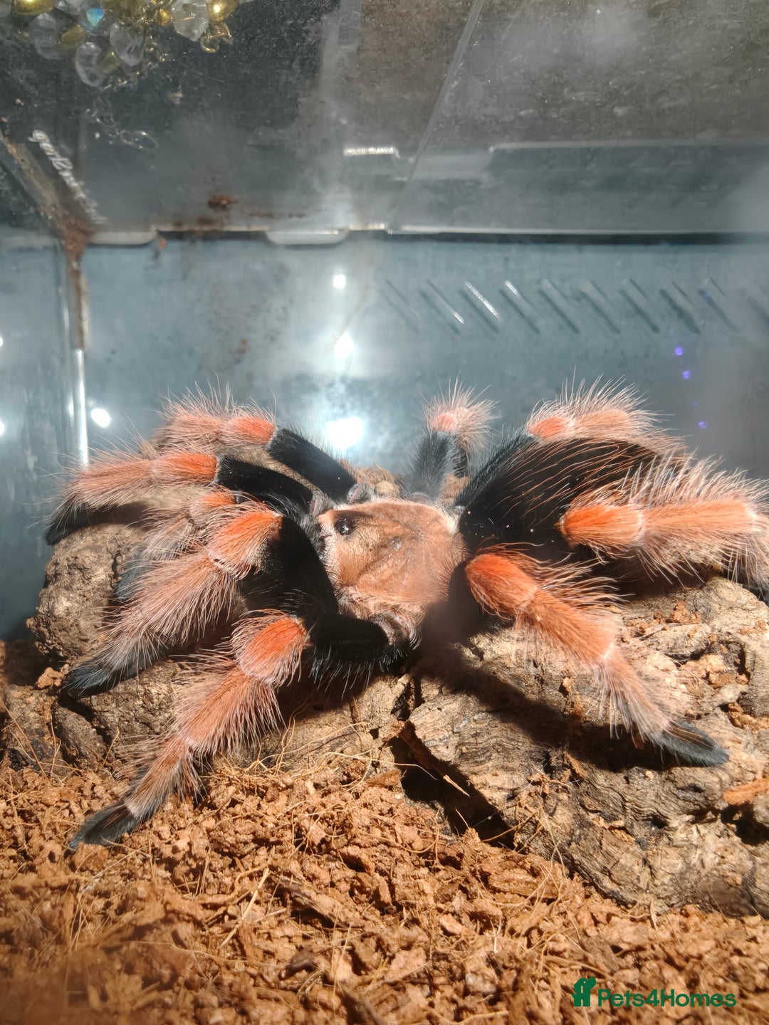 Gallery Image {{count}}