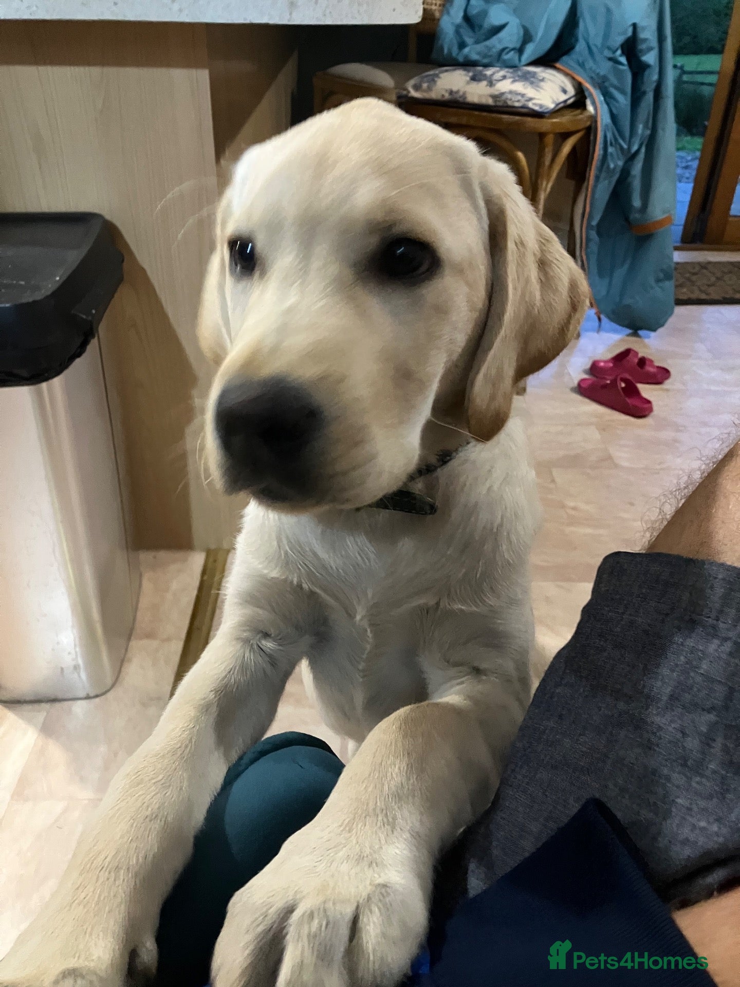Labrador Retriever dogs Buddy the lab  - Advert 7