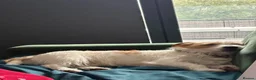 Jack Russell dogs for sale: Benji in Maidstone - Advert 12