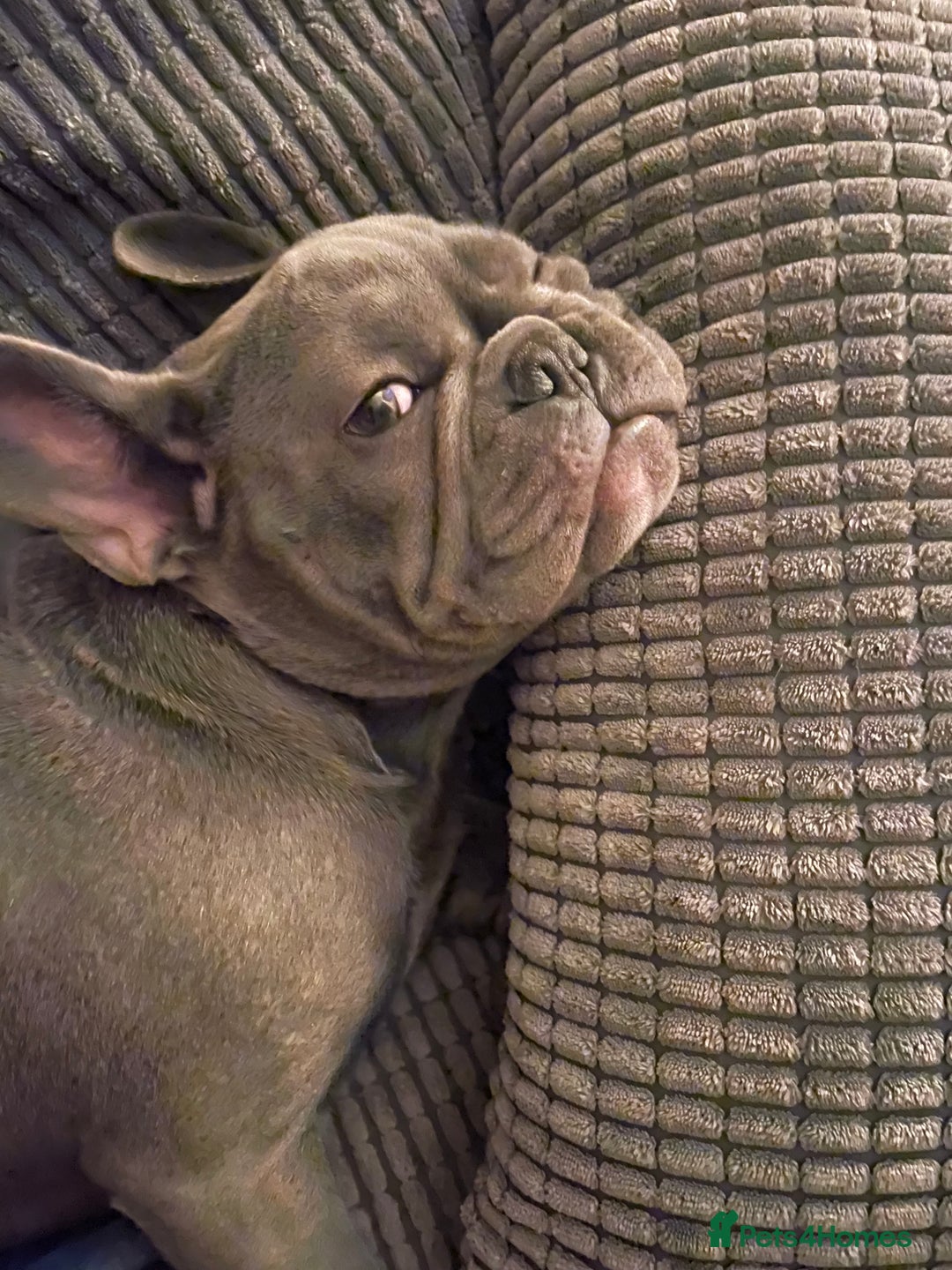 French Bulldog dogs for sale: French bulldog puppies - Advert 9